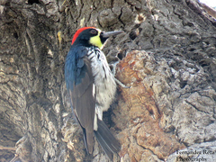 Melanerpes formicivorus angustifrons