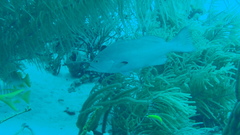 Mycteroperca interstitialis