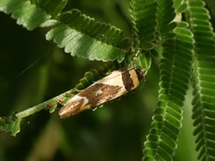 Macrobathra chrysotoxa