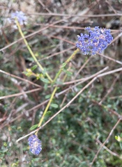 Ceanothus parryi