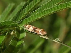 Macrobathra chrysotoxa