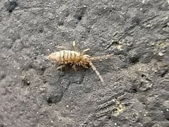 Entomobrya nivalis