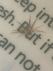 Selenops submaculosus