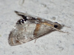 Dicymolomia
