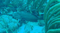 Mycteroperca interstitialis