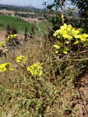Calceolaria nudicaulis