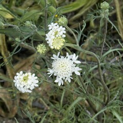 Chaenactis stevioides