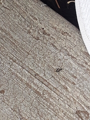 Brachymyrmex patagonicus