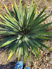 Yucca filamentosa