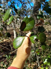 Quercus myrtifolia
