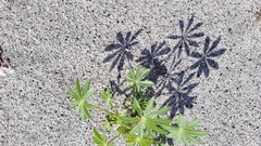 Lupinus arizonicus