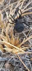 Latrodectus mirabilis