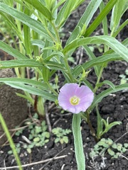 Polymeria longifolia