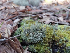 Cladonia subradiata