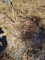 Trichostema suffrutescens
