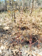 Trichostema suffrutescens