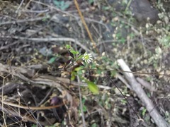 Stellaria cuspidata