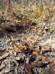 Trichostema suffrutescens