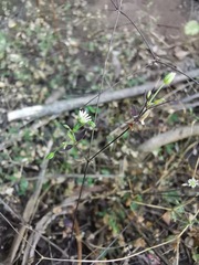 Stellaria cuspidata