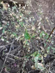 Stellaria cuspidata