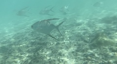 Trachinotus goodei