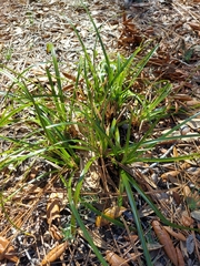 Rhynchospora megalocarpa