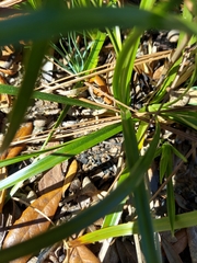 Rhynchospora megalocarpa