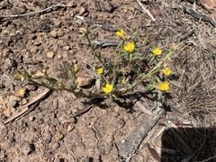 Portulaca filifolia