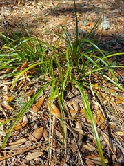 Rhynchospora megalocarpa