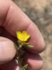 Portulaca filifolia