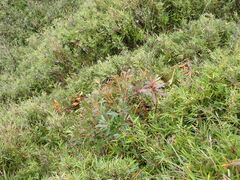 Pieris japonica taiwanensis