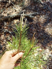 Pinus clausa