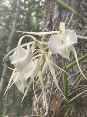 Brassavola nodosa