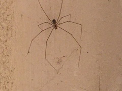 Crossopriza