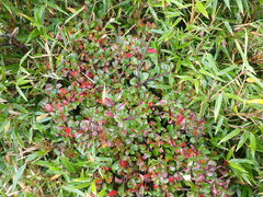 Cotoneaster apiculatus