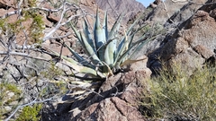 Agave simplex