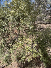 Prostanthera collina