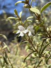 Prostanthera collina