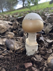 Amanita velosa
