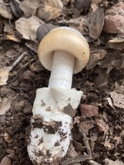Amanita velosa