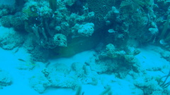 Gymnothorax funebris