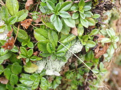 Veronica morrisonicola