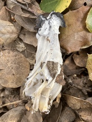 Hypomyces cervinigenus