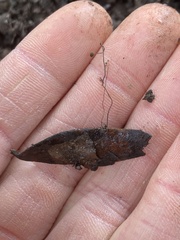 Cryptomarasmius corbariensis