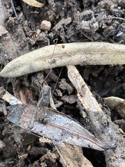 Cryptomarasmius corbariensis