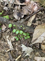 Peperomia rotundifolia