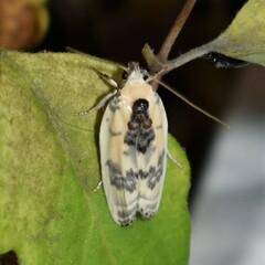 Antaeotricha