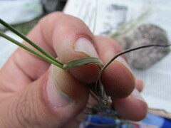 Aristida havardii