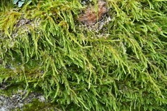 Hypnum cupressiforme filiforme