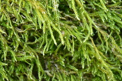 Hypnum cupressiforme filiforme